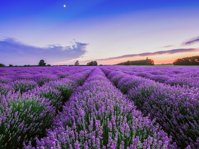 What to Do in Mid-July: a Trip to Tuscan Provence