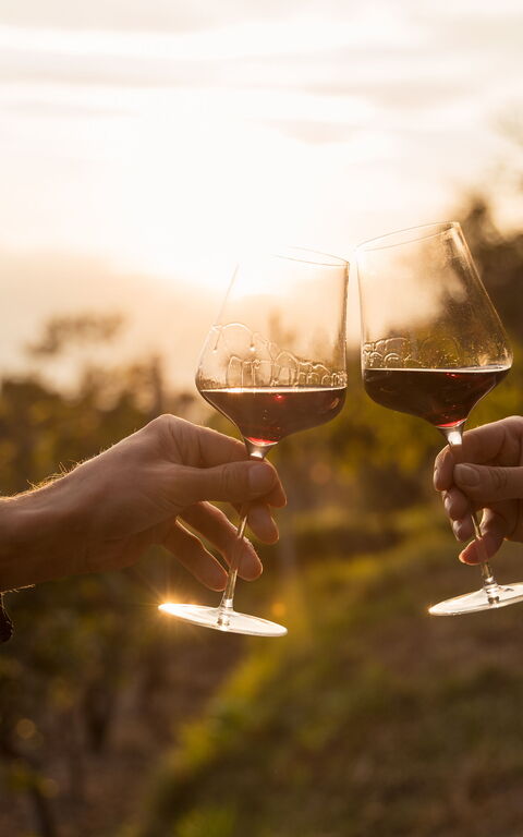 Trip to Bolgheri the home of super Tuscan wines