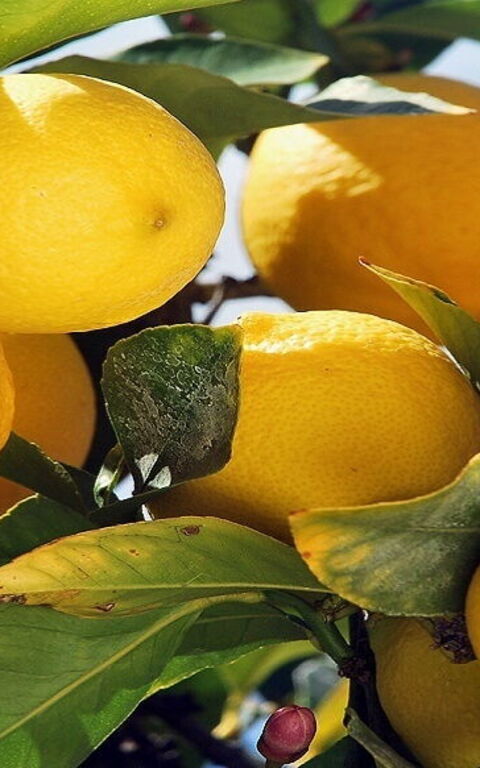 All about Sorrento Lemons