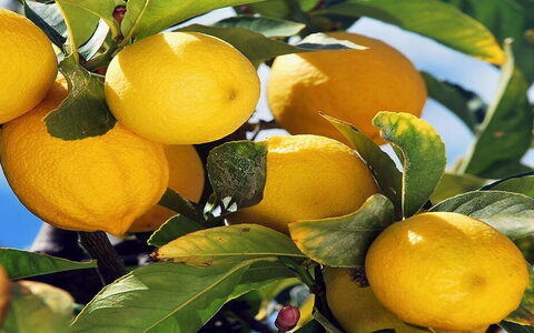 The Inimitable Lemons of Sorrento