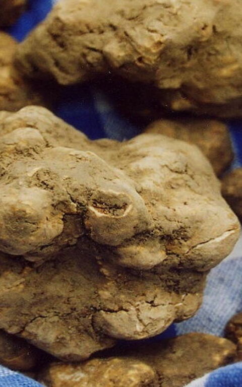 San Miniato Truffle: Events and Activities