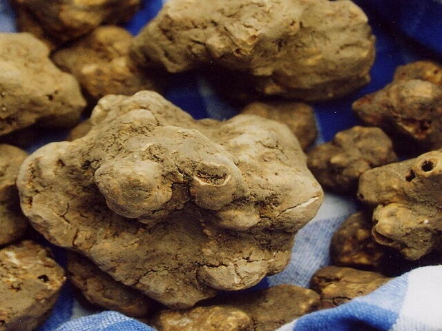 The Best Activities and Events to Discover San Miniato Truffle