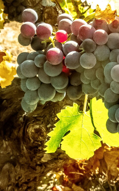 The grape harvest in Tuscany