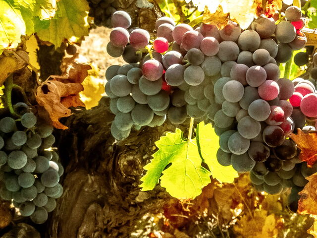 Grape Harvest in Tuscany: Autumn Experiences Among Vineyards and Wineries