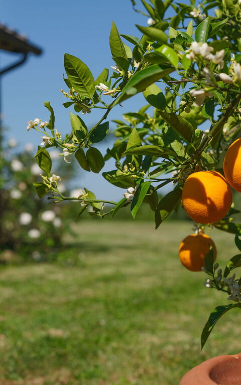 Pozzo Dei Desideri: Building Exterior, Garden, Outdoor