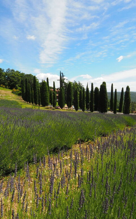 Cornocchio: Scenic View