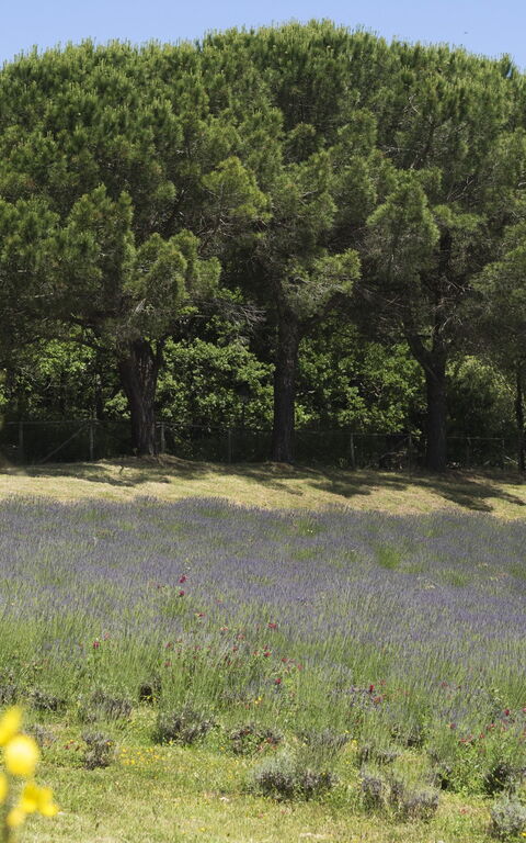 Cornocchio: Garden, Scenic View