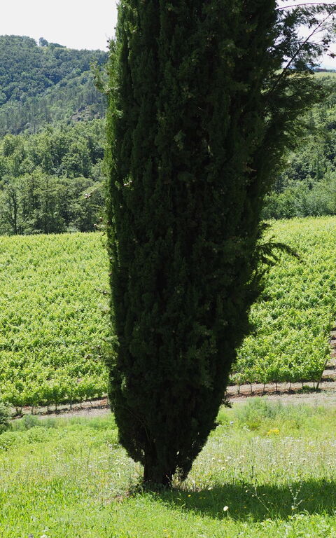 Cornocchio: Garden, Scenic View