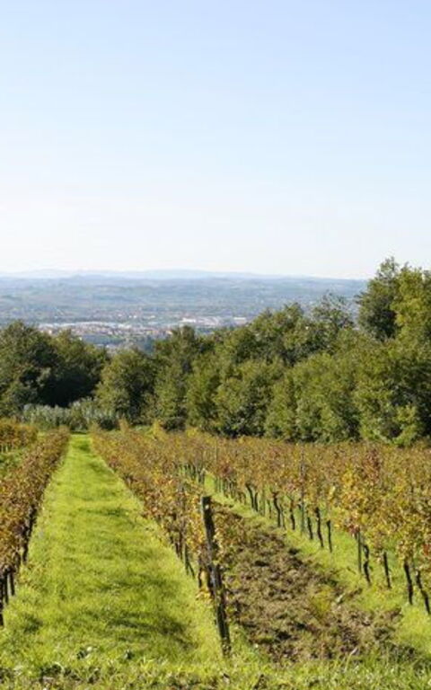 La Selva: Scenic View