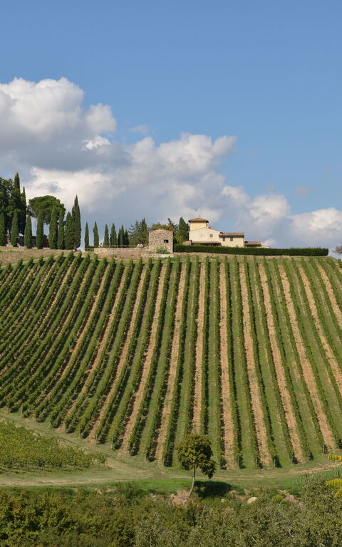 Tenuta: Scenic View