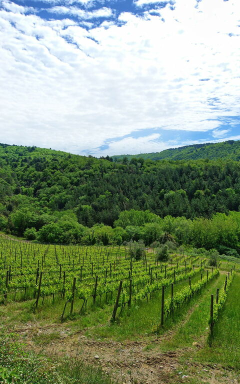 Villa Barbischio: Scenic View