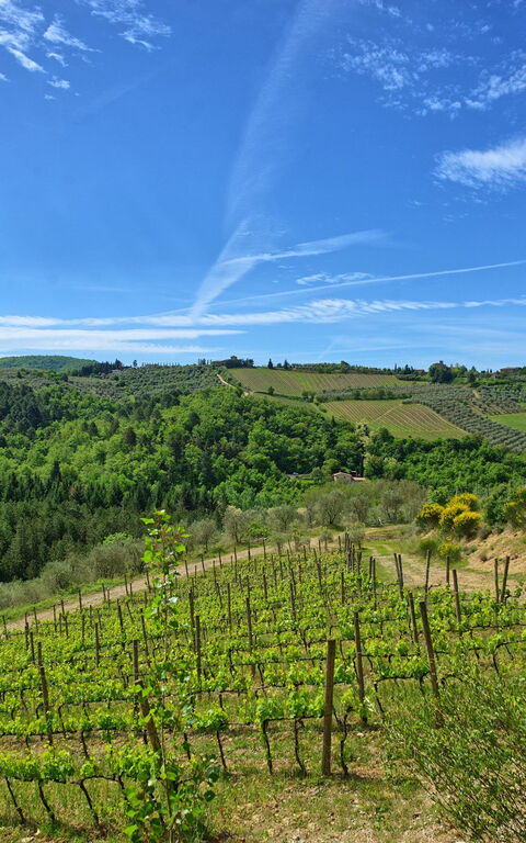 Villa Barbischio: Scenic View