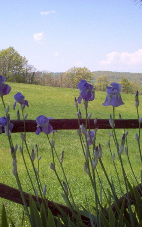 Ginestrella: Garden, Outdoor