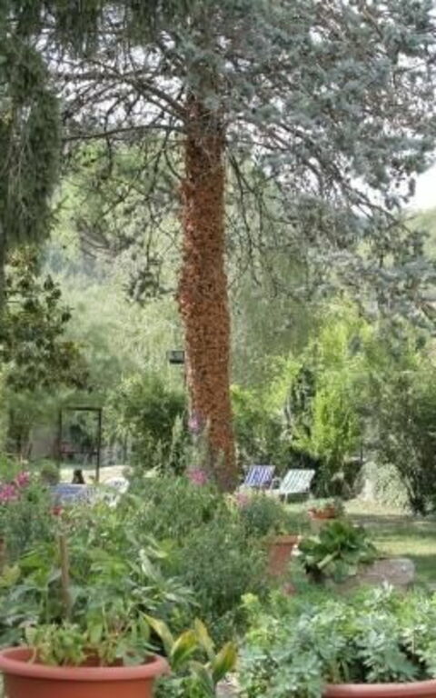 ***villa Contea: Garden, Outdoor