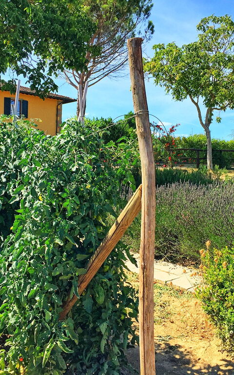 Podere Sant'angelo: Garden