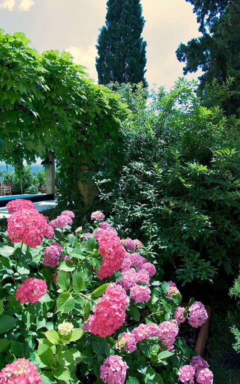 Villa Pedone: Garden, Outdoor