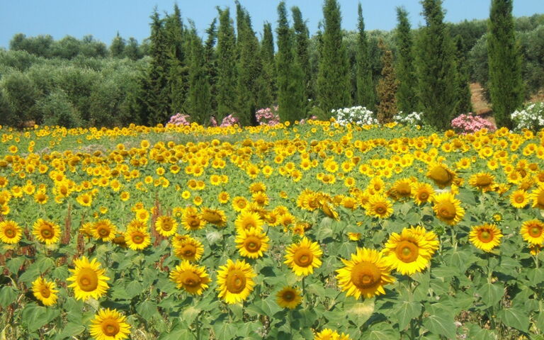 Villa Giulia Follonica