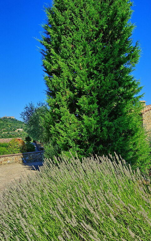 Villa Montalcino: Garden