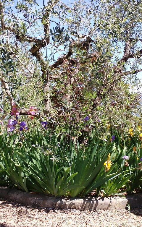 Villa Gaville: Garden