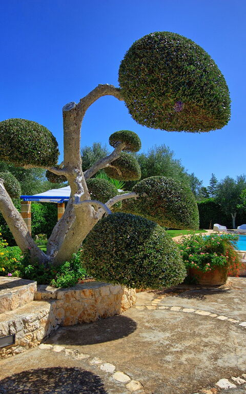 Lamia Santo Arcangelo: Garden