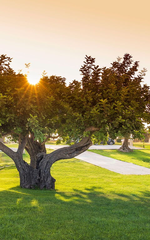 Villa Colleverde: Garden