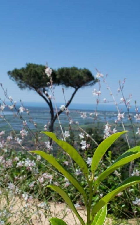 Casarosa Di Mariasole: Outdoor, Summer