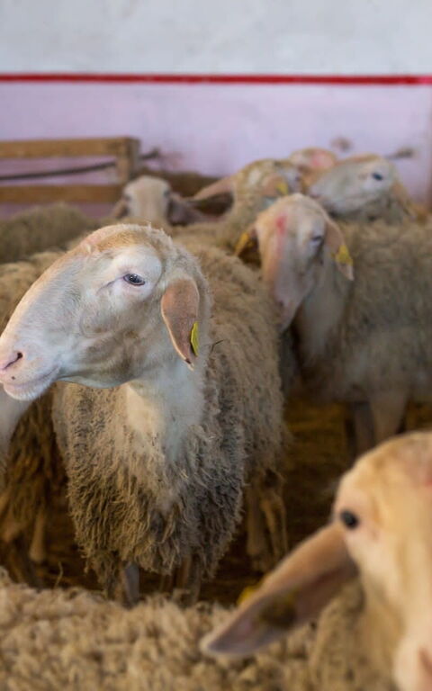 Casale Della Torre: Animals