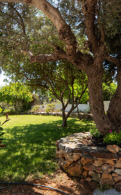 Magnolia: Garden, Outdoor