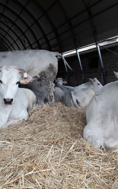 Podere Peteglia: Activities, Animals