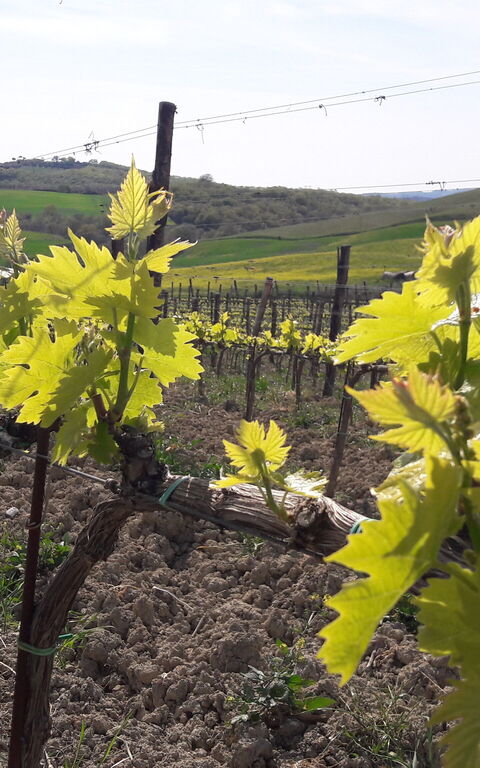 Podere Peteglia: Scenic View