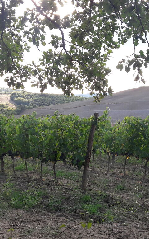 Podere Peteglia: Scenic View