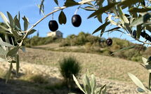 Photo submitted by guest of Villa San Michele