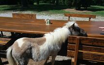 Photo submitted by guest of Villa Mario