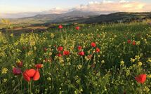 Photo submitted by guest of Montegufoni