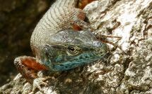 Photo submitted by guest of Beach Villa Joanna