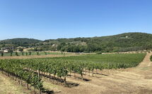 Photo submitted by guest of Villa Ulivi