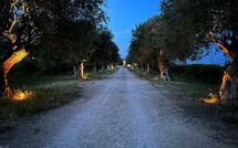 Photo submitted by guest of Tenuta Olearum