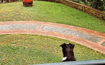 Photo submitted by guest of Villa Contessa