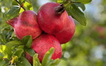 Photo submitted by guest of Casarosa di Mariasole