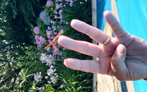 Photo submitted by guest of Votana House